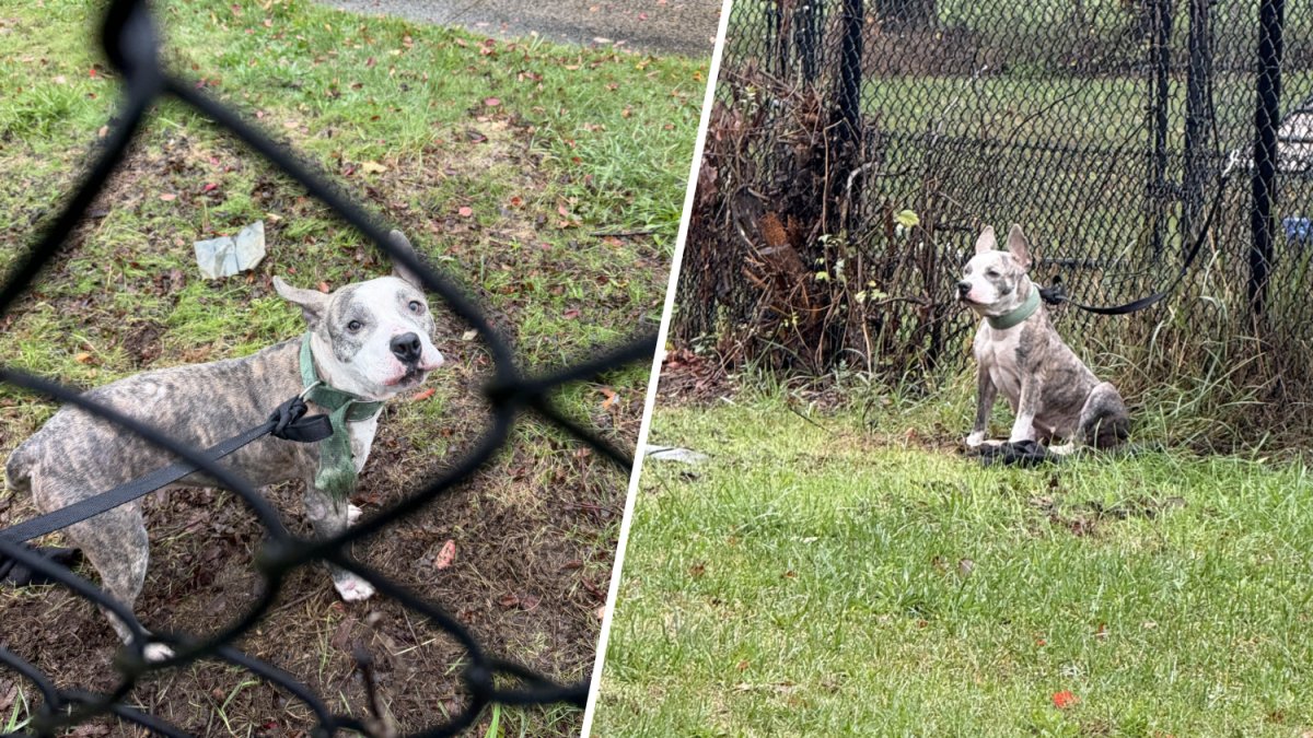 Abandoned dog found tied to fence in New Haven – NBC Connecticut