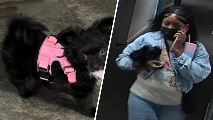 Police look for person of interest after dog stolen during Bridgeport ...