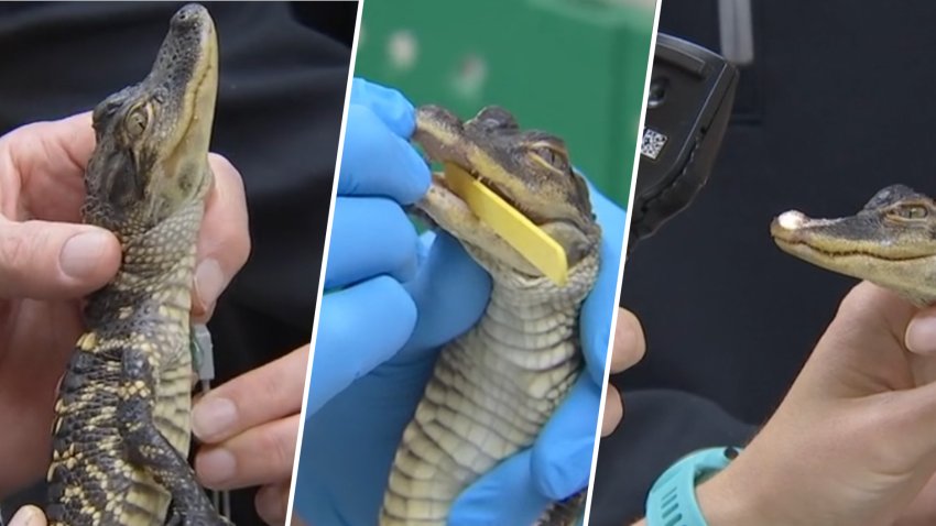 A baby alligator getting a checkup after being found in the Charles River in Boston late Wednesday, Nov. 12, 2025.