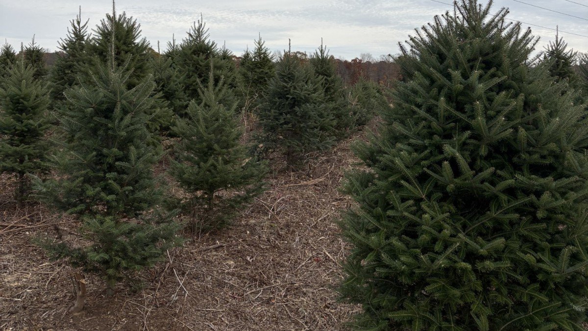 ‘Some of the best growth ever’: Christmas tree farmer says rainy spring ...