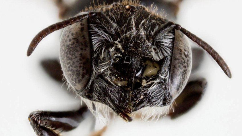 Closeup of horned Lucifer bee