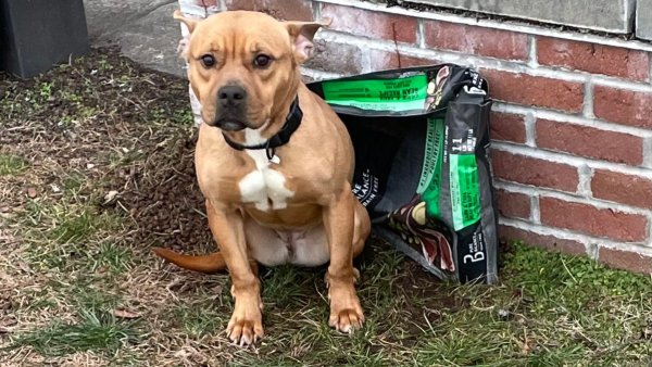 Dog abandoned with bag of dog food in Hamden – NBC Connecticut