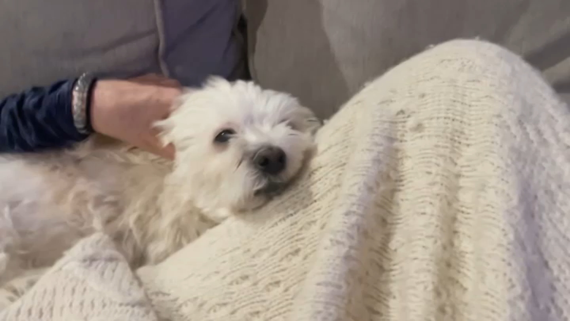 Hartford considers proposed ordinance that would cap dogs and cats to 6 per household