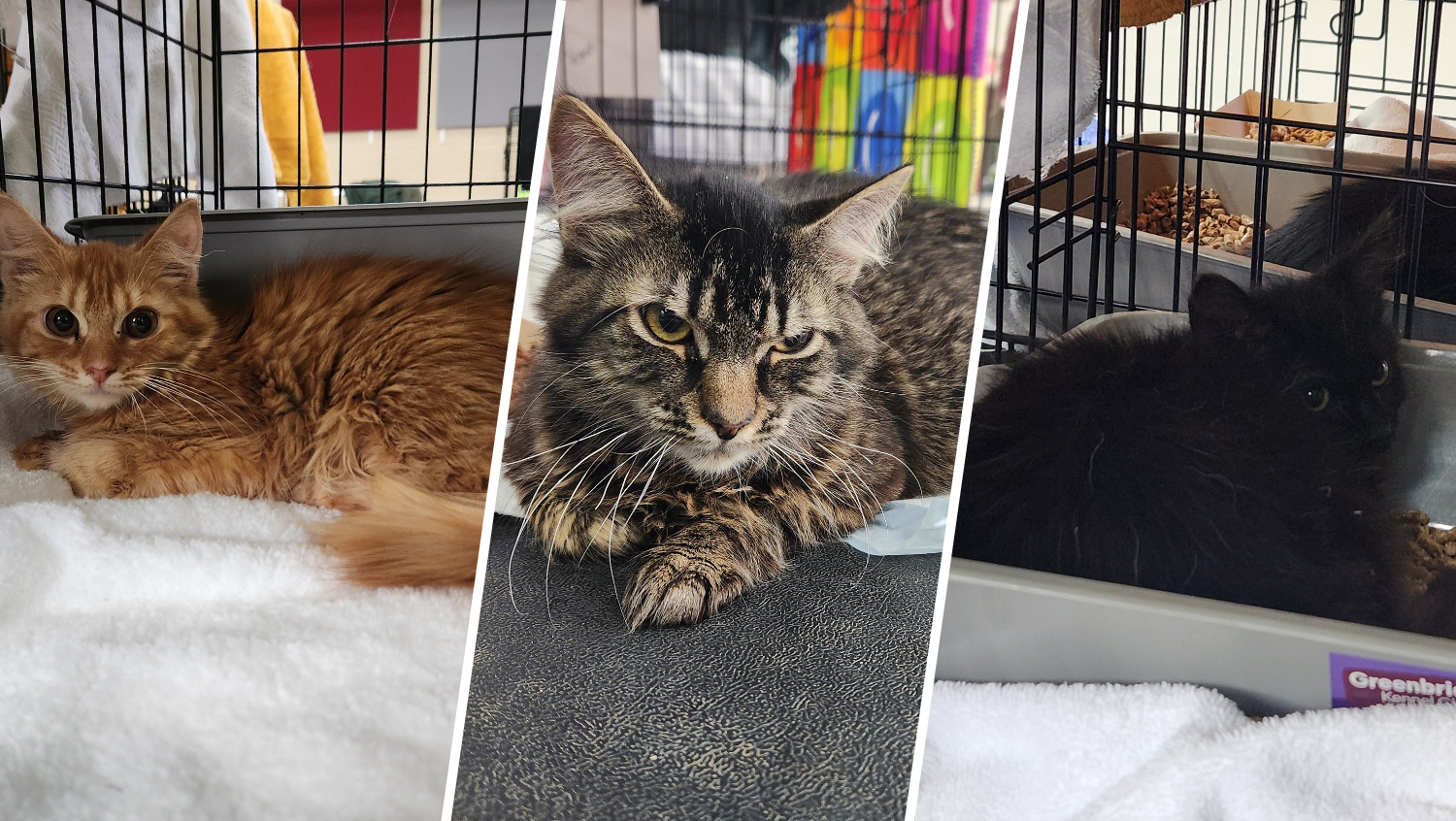 Naugatuck Animal Control looking for homes for nearly 30 cats