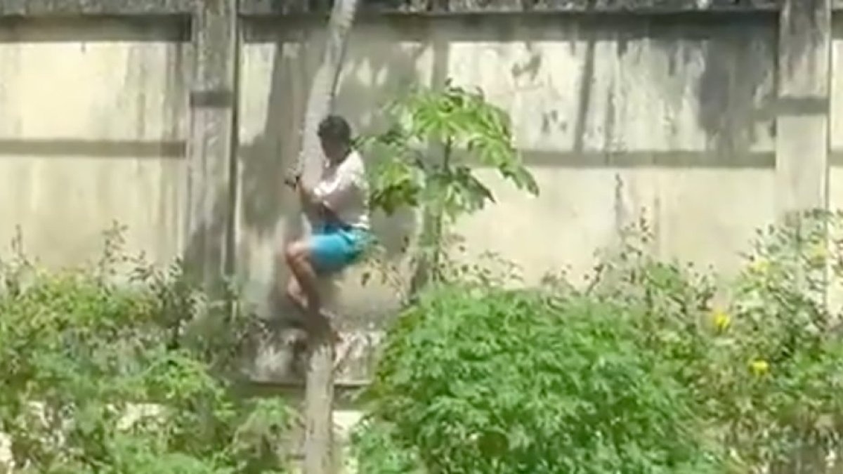 Man mauled to death by lion after climbing into zoo enclosure