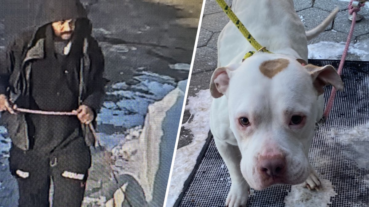 Video shows man abandoning dog outside New Haven shelter