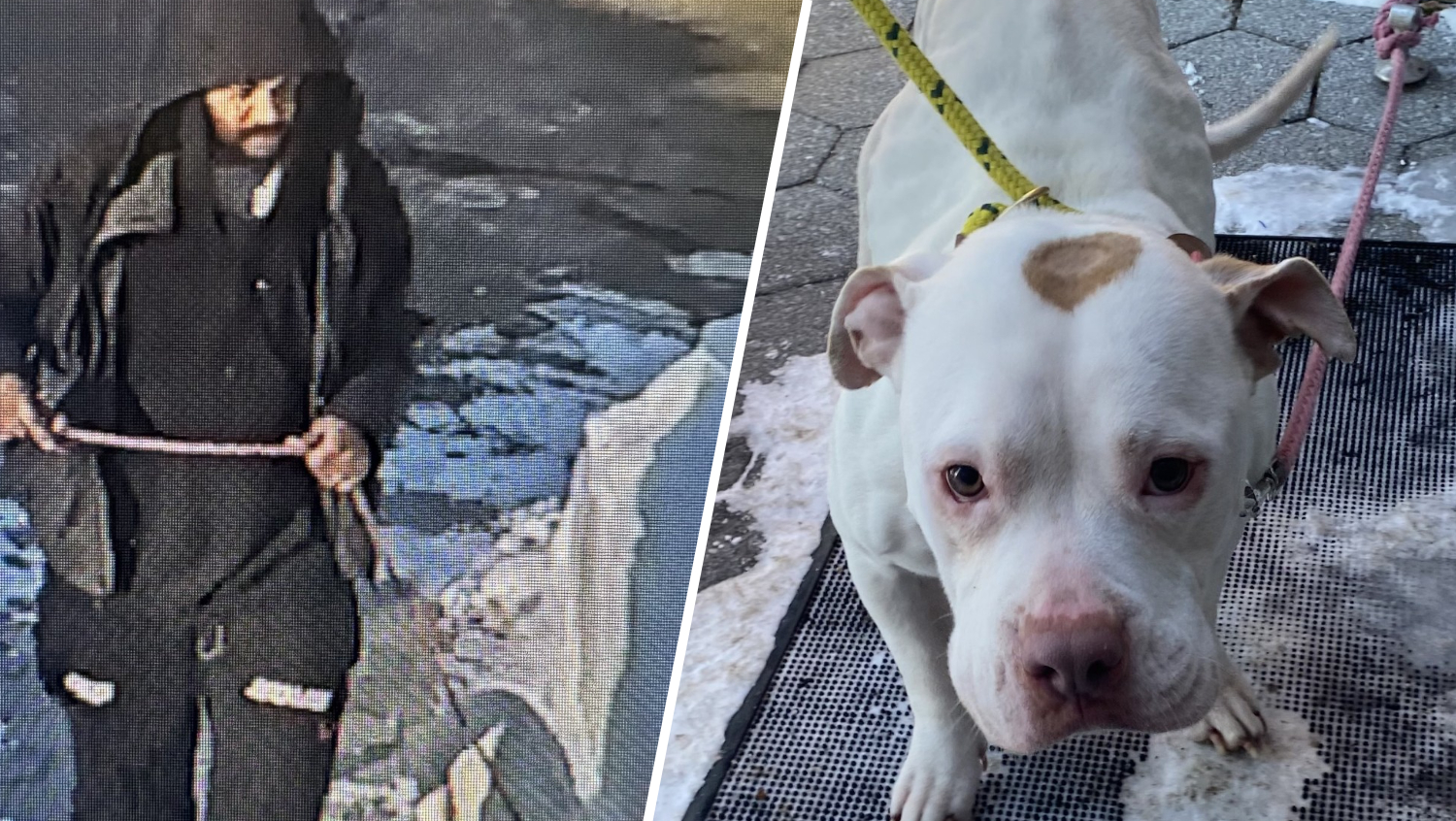 纽黑文动物收容所呼吁提供线索:一男子遗弃宠物狗后驾车离去