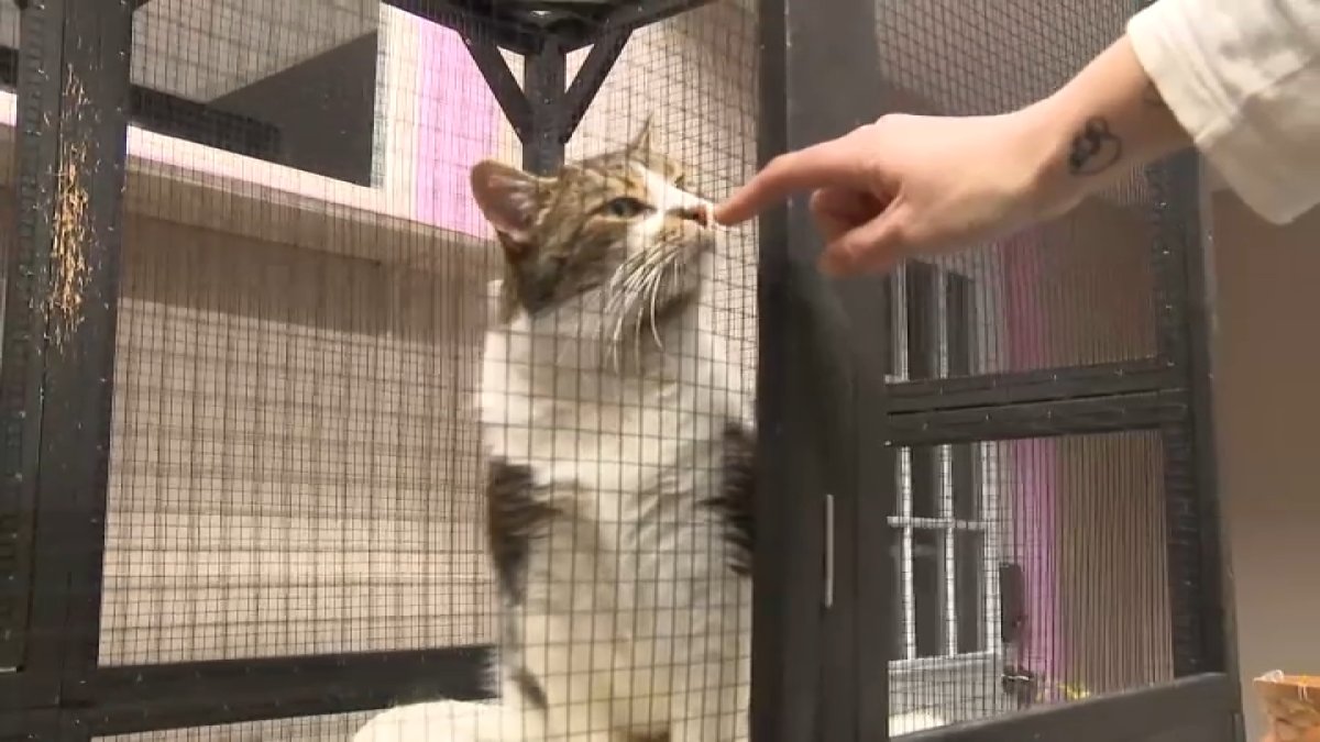 ‘Animals are going to freeze to death' | Advocates warn pet owners before bitter cold arrives in Connecticut