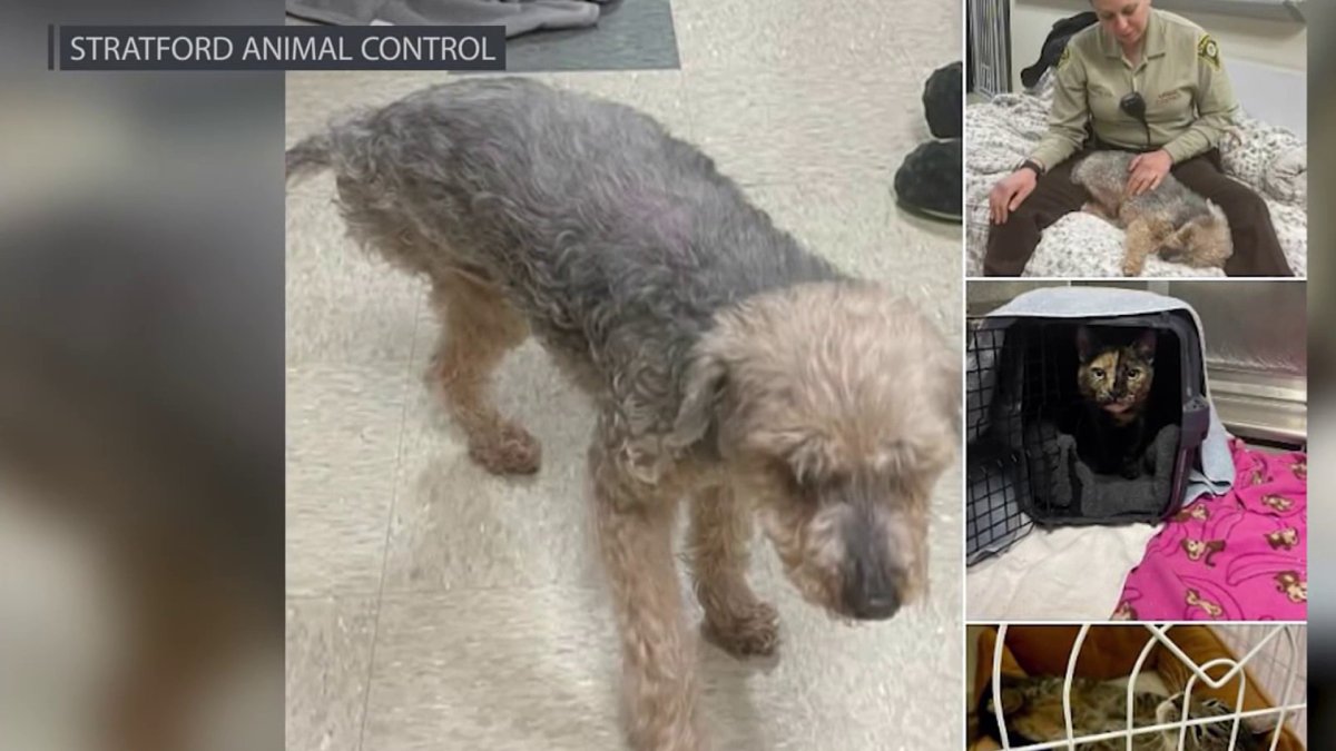 Stratford animal shelter rescues abandoned dog, 2 cats as lawmakers propose new ways to protect animals