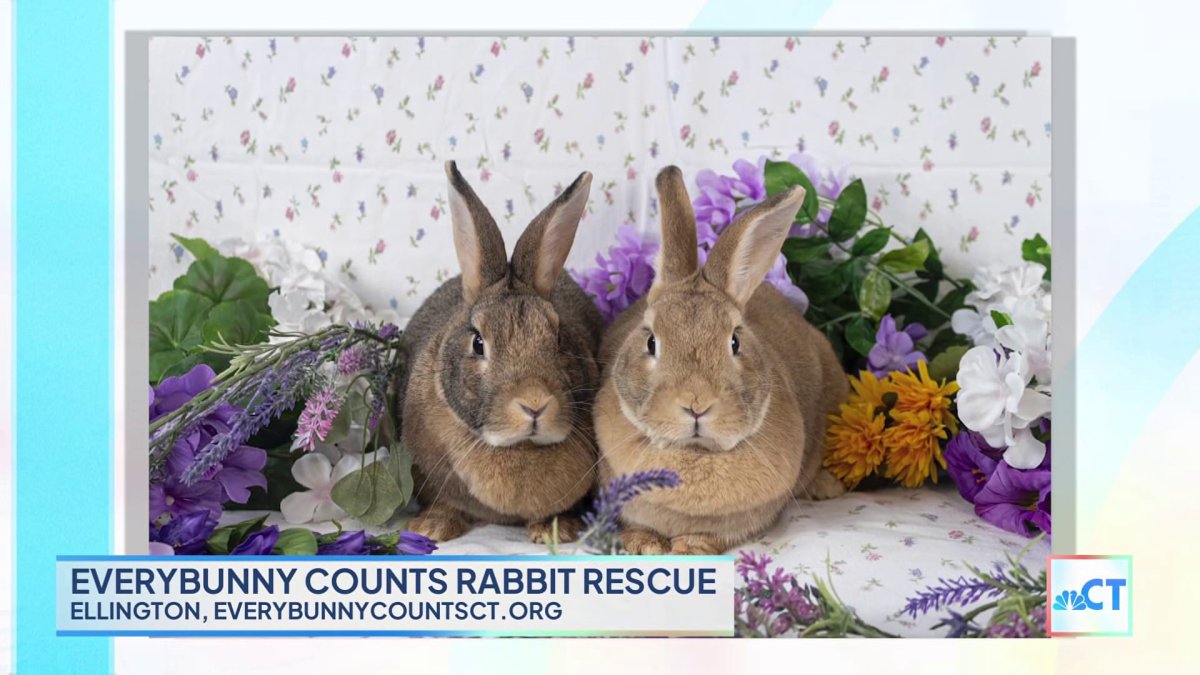 CT LIVE: Everybunny Counts Rabbit Rescue – NBC Connecticut