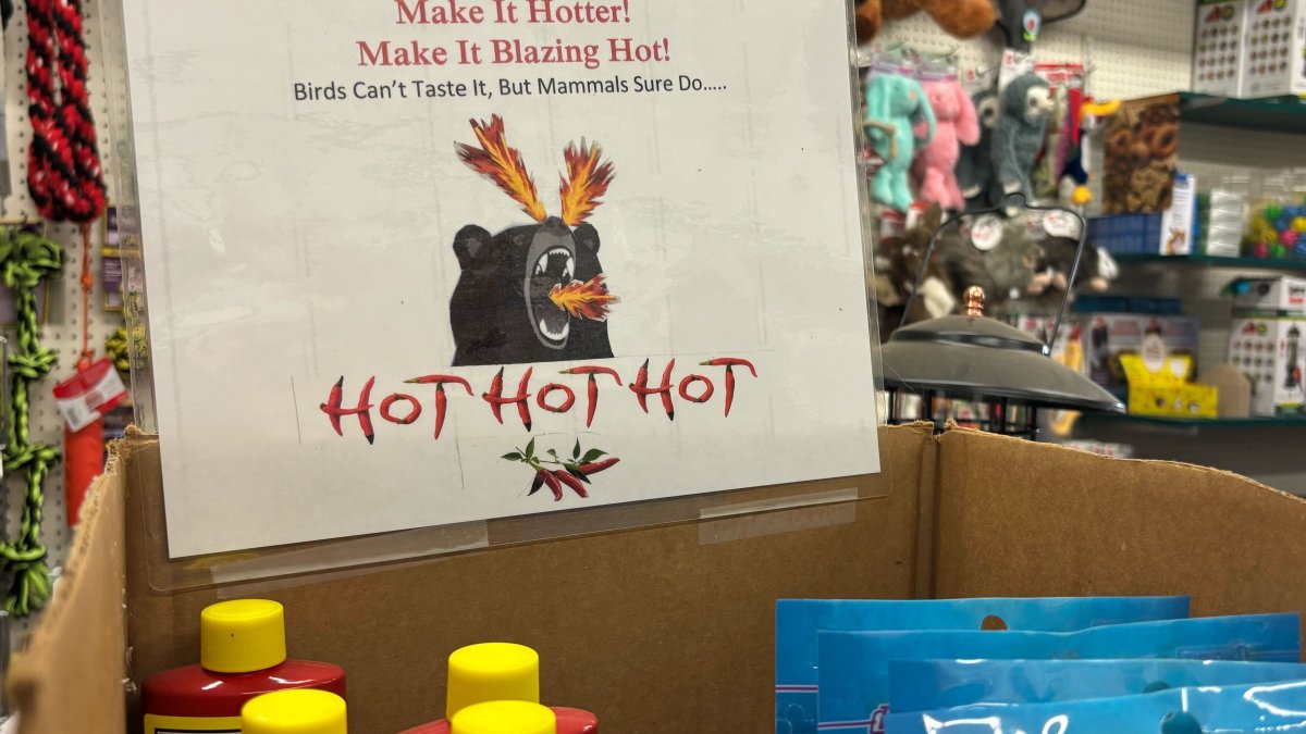 Connecticut officials caution bird feeder use with bear sightings rising during warmer weather