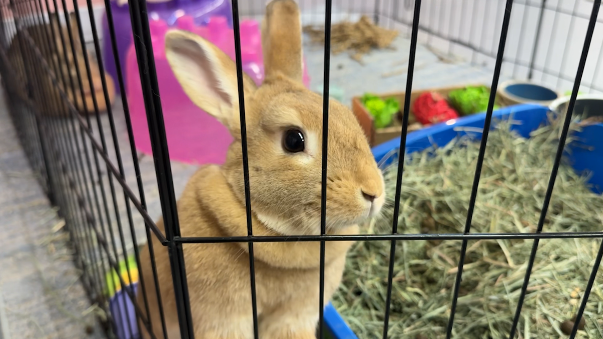 Connecticut bunny rescue marks 10 years, expands amid surrender crisis