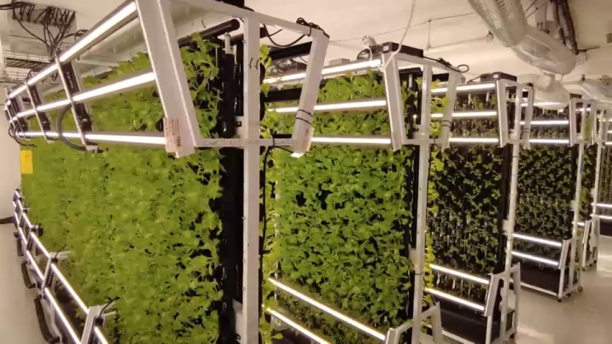 A hydroponic farm in New Britain is growing opportunity while going green