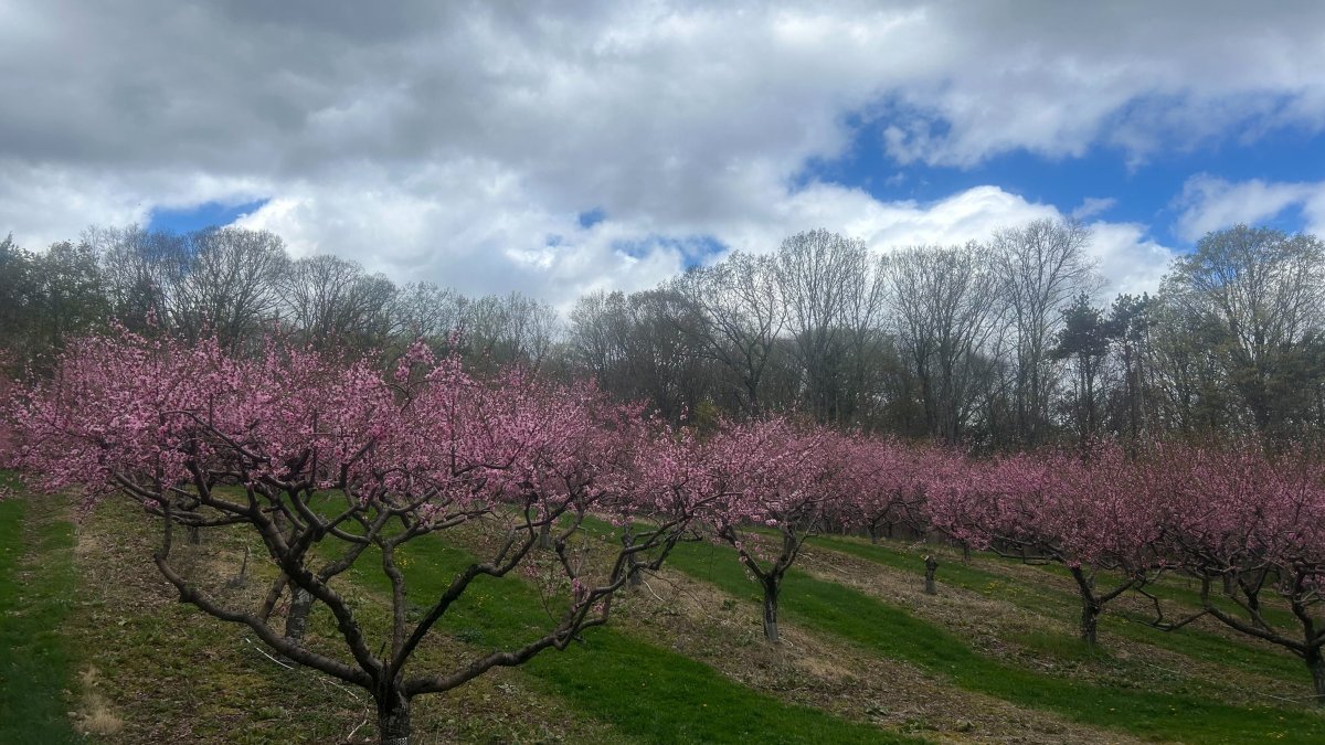 Farmers get ready for cold after stretch of warm weather