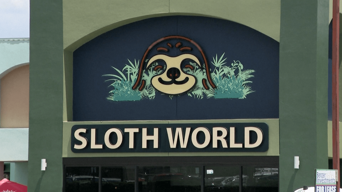 31 sloths meant for Florida ‘slotharium’ attraction die – NBC Connecticut