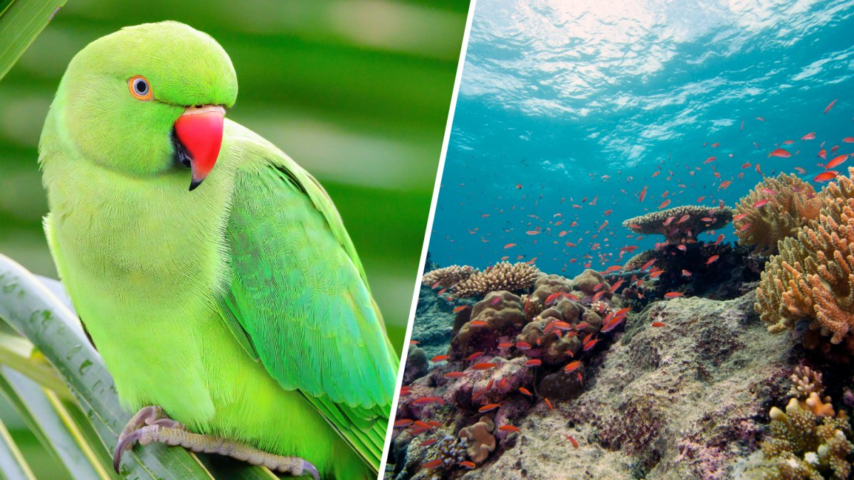 ‘This is the Bebesphere': Bebe the parrot goes viral for exploring Bahamas in mini submarine