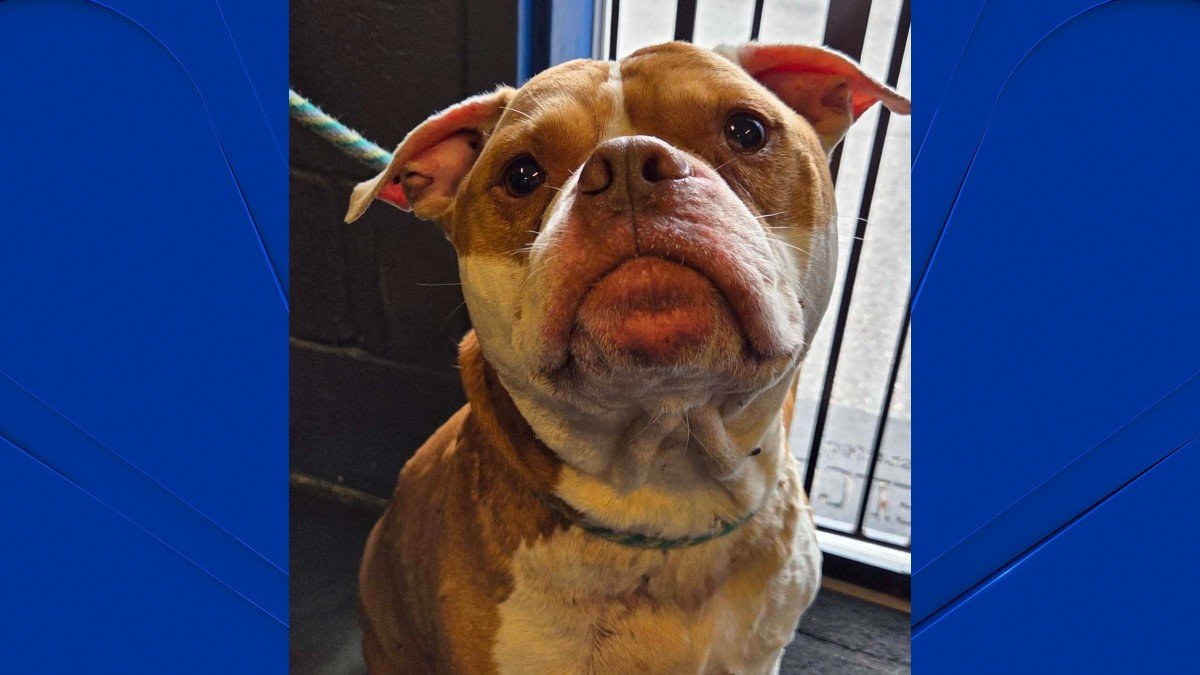 Dog with 900 ticks found near death on side of the road in Wolcott ...