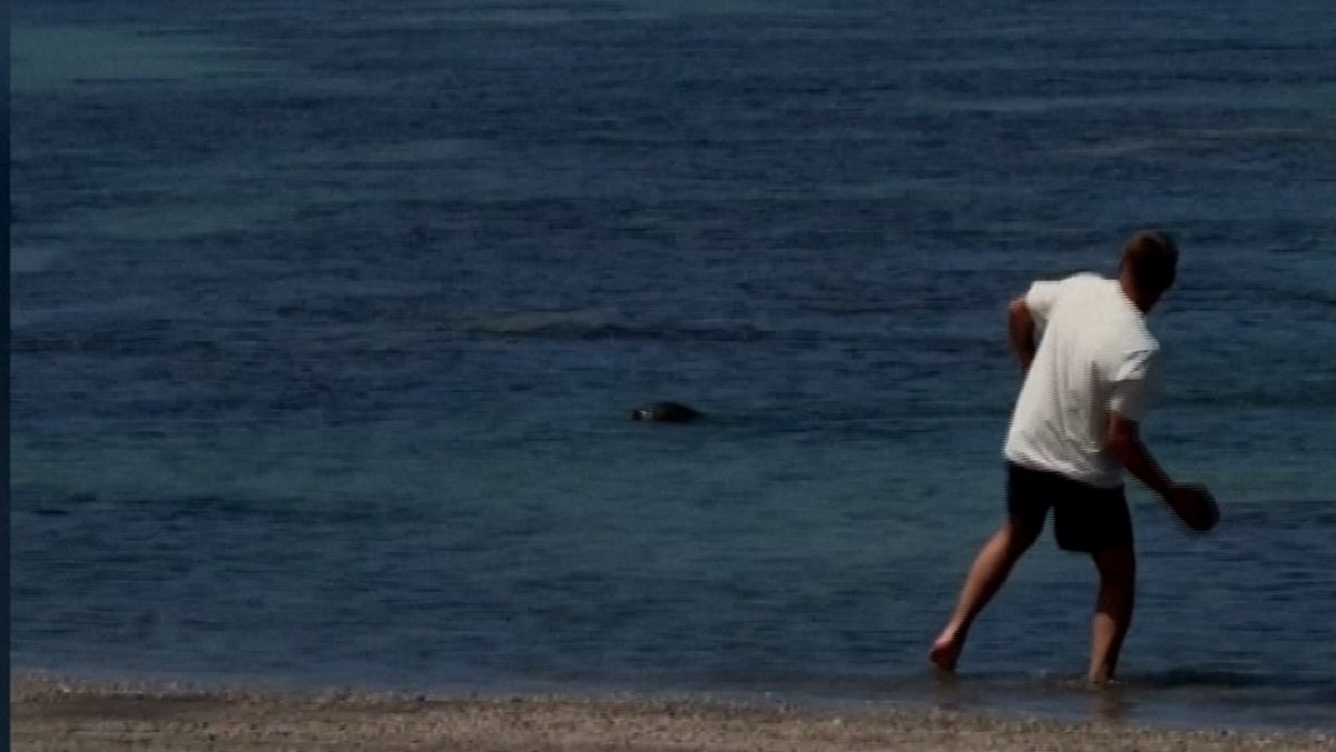 Mayor swears justice after video surfaces of man throwing rock at endangered seal in Hawaii