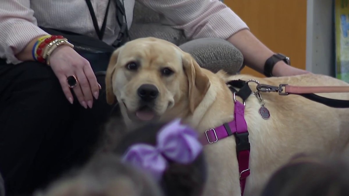 Waterford students learn water safety thanks to a special dog named Bay ...
