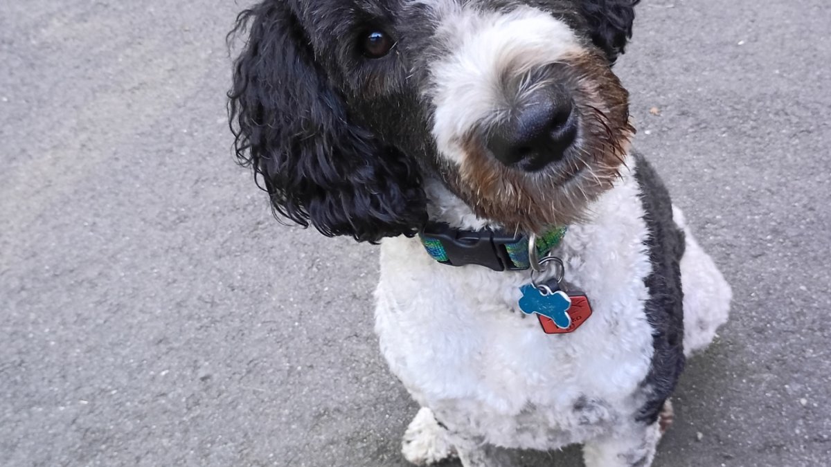 Lost dog found thanks to a loyal best friend and some firefighter muscle