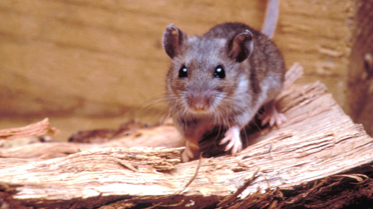 Where does hantavirus lurk in the U.S.? Scientists found ‘hot spots' in surprising areas