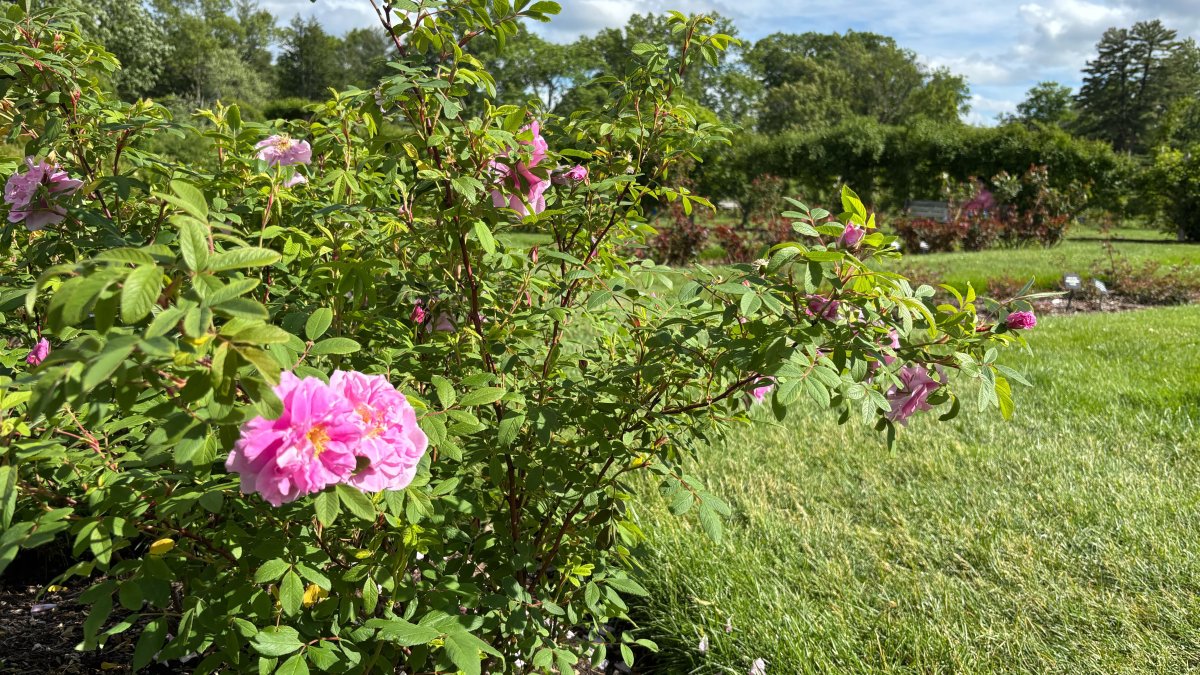 Warmer weather expected to push Connecticut pollen counts higher