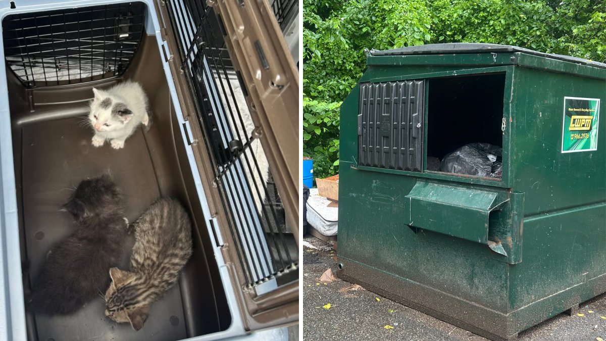 3 kittens rescued after being found in East Hartford dumpster, reward ...