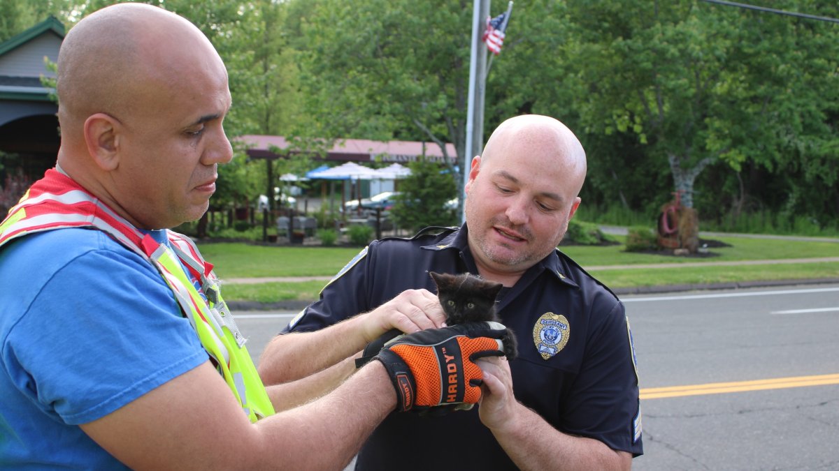 Firefighters rescue kitten from sewer in Rocky Hill