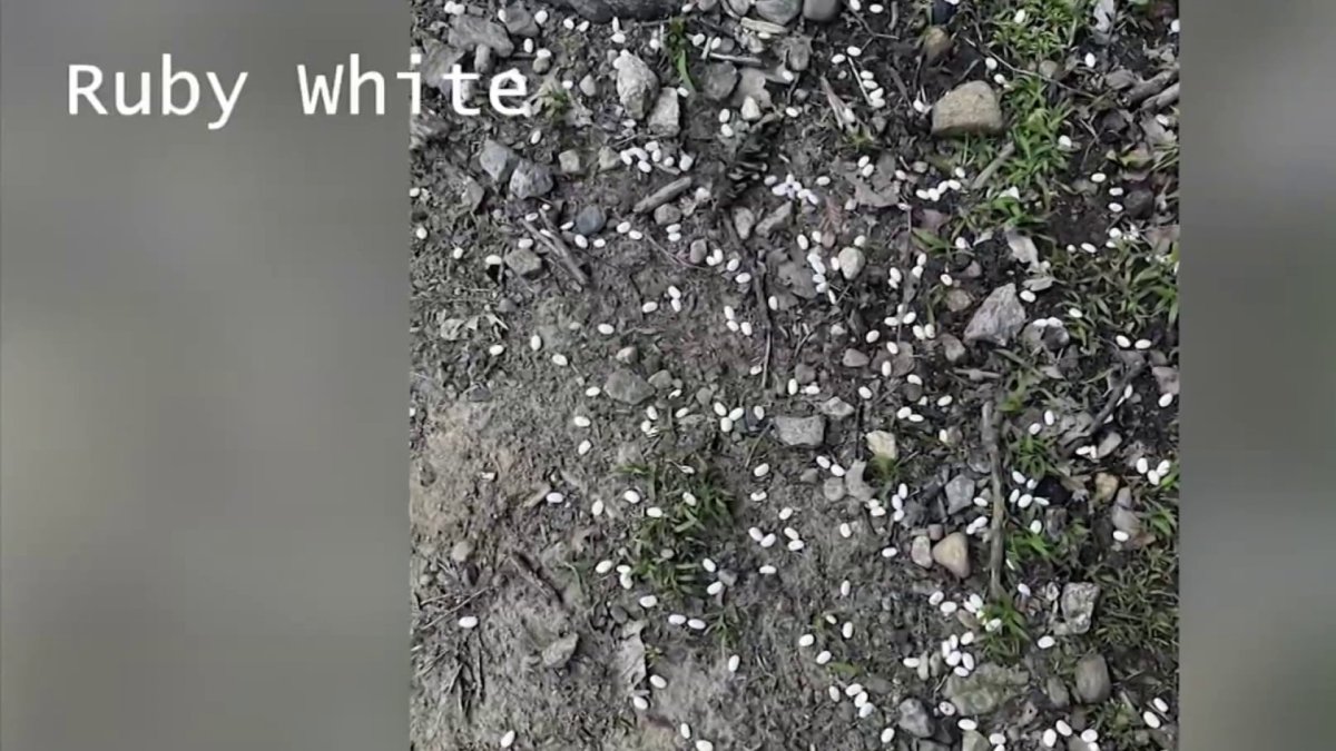 Dried beans found at entrance of Bristol dog park raising alarm of pet owners
