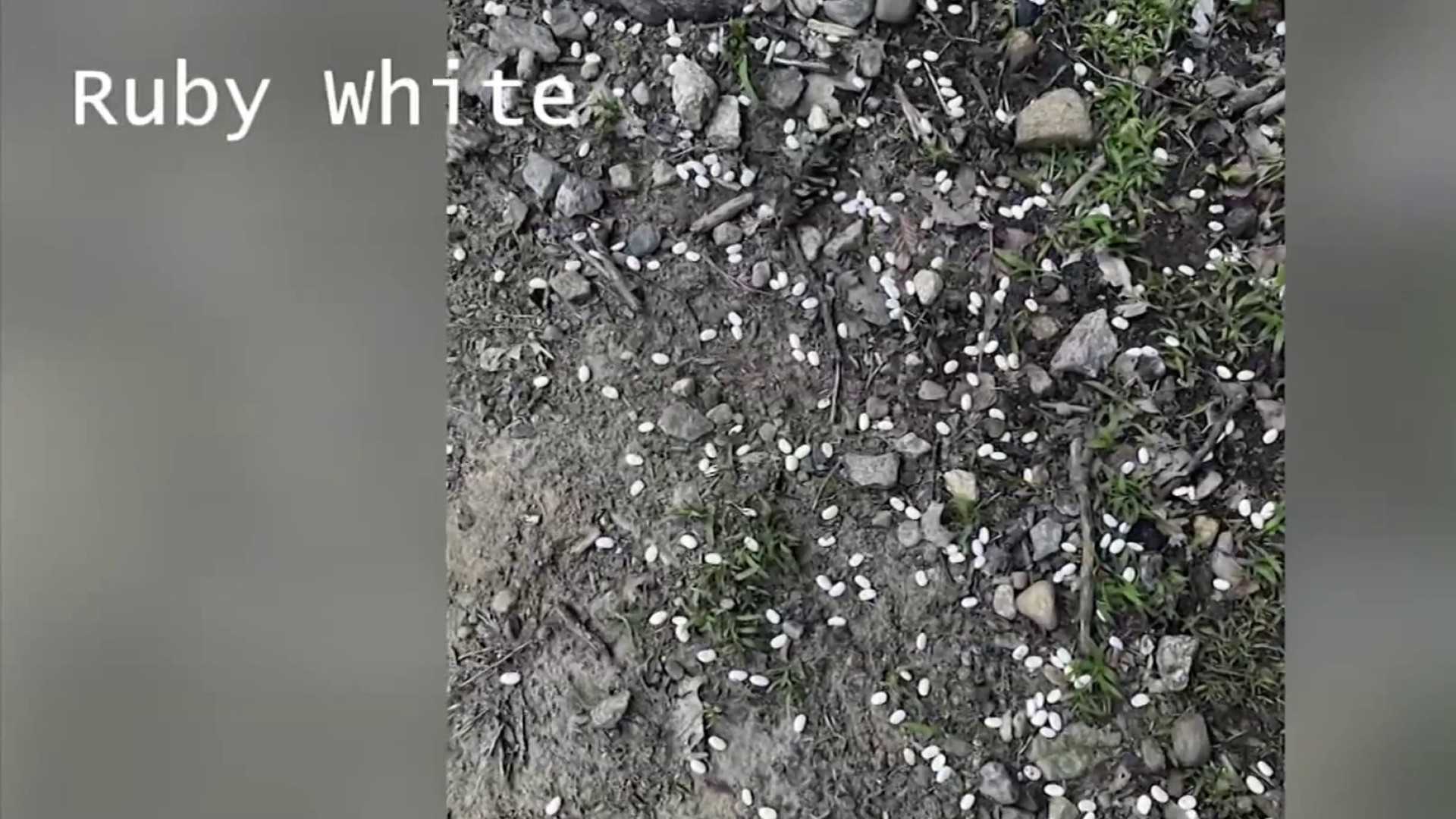 Dried beans found at entrance of Bristol dog park raising alarm of pet owners