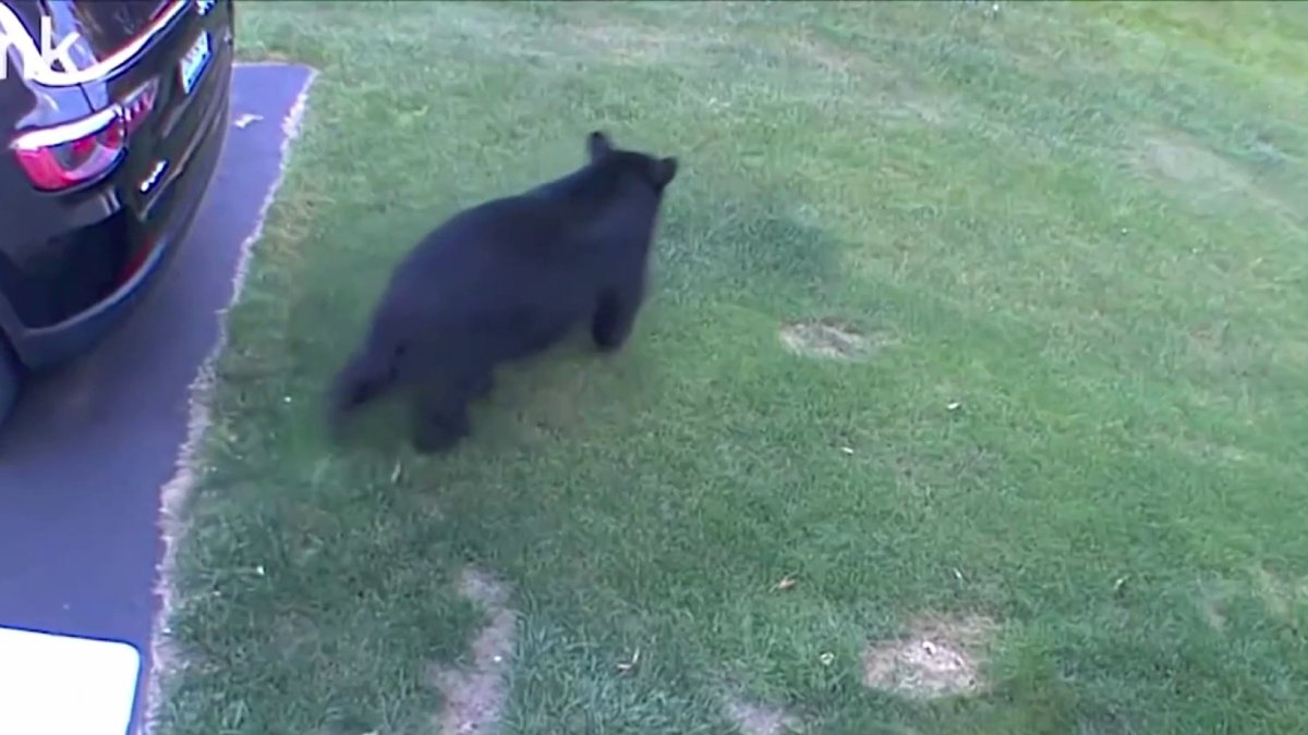 Negative bear interactions continue at concerning rate, prompting more warnings from wildlife officials