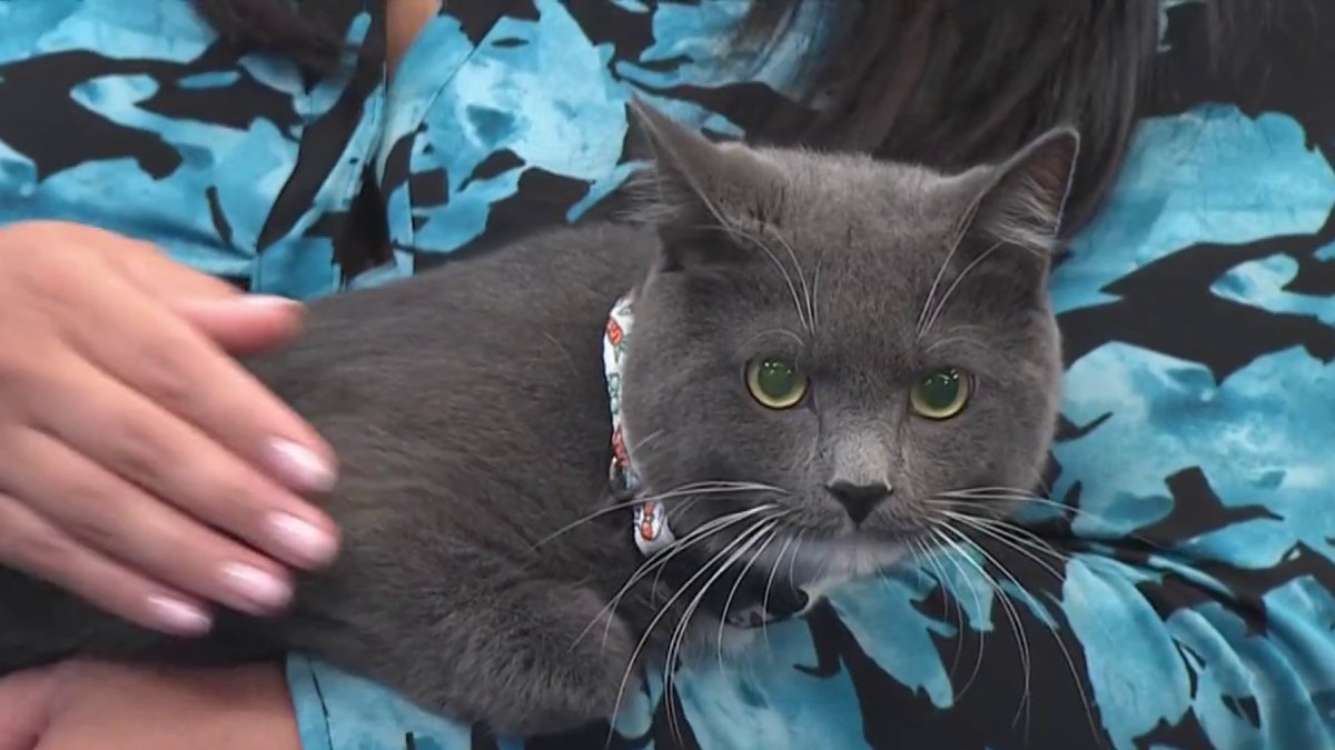 Pet of the Week: Ash