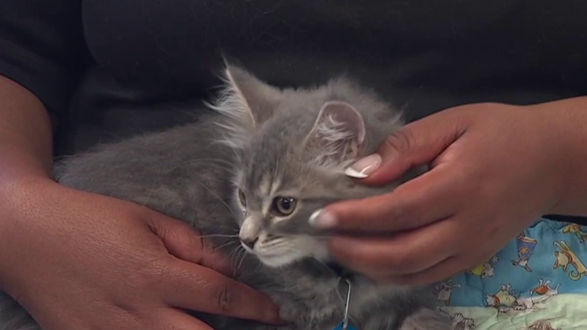 Pet of the Week: Wendy