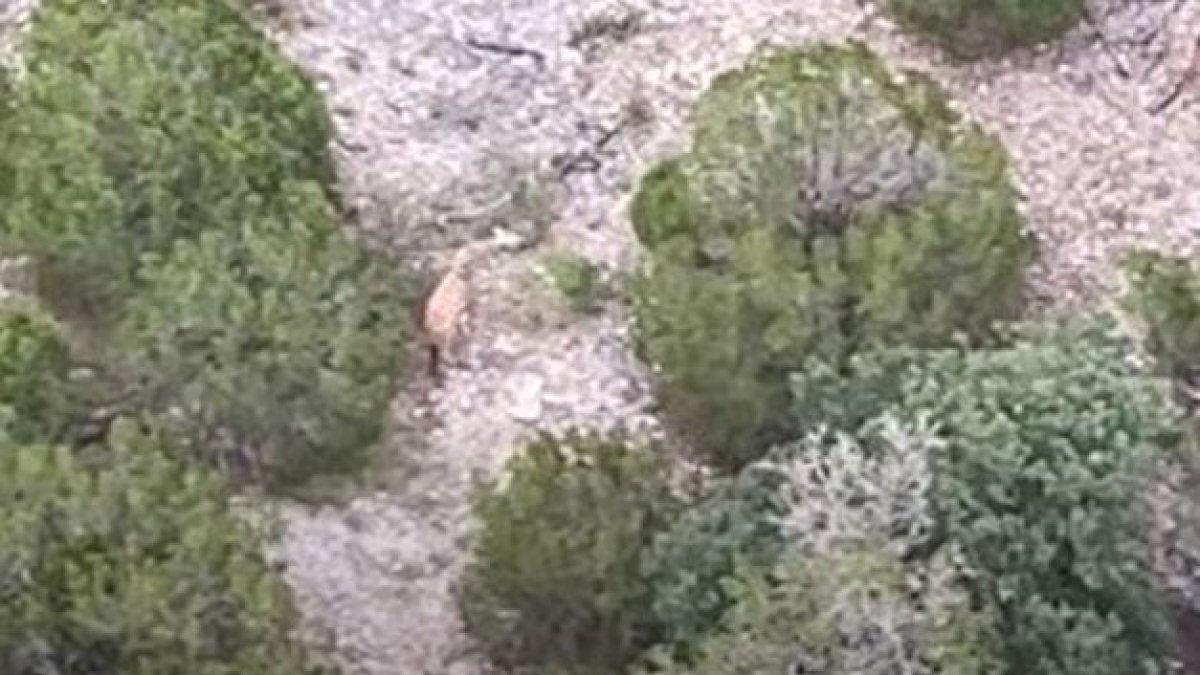Missing Texas giraffe has been found after days-long search