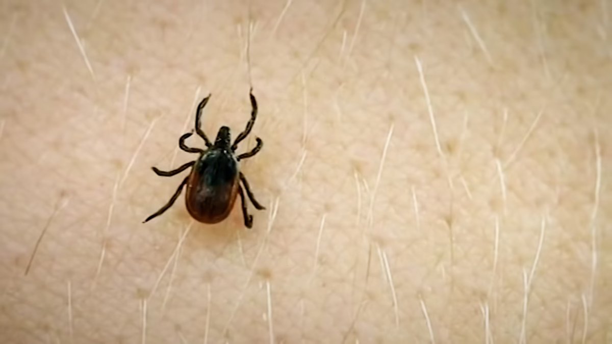 Busy tick season in Connecticut raises concerns about Lyme disease risk