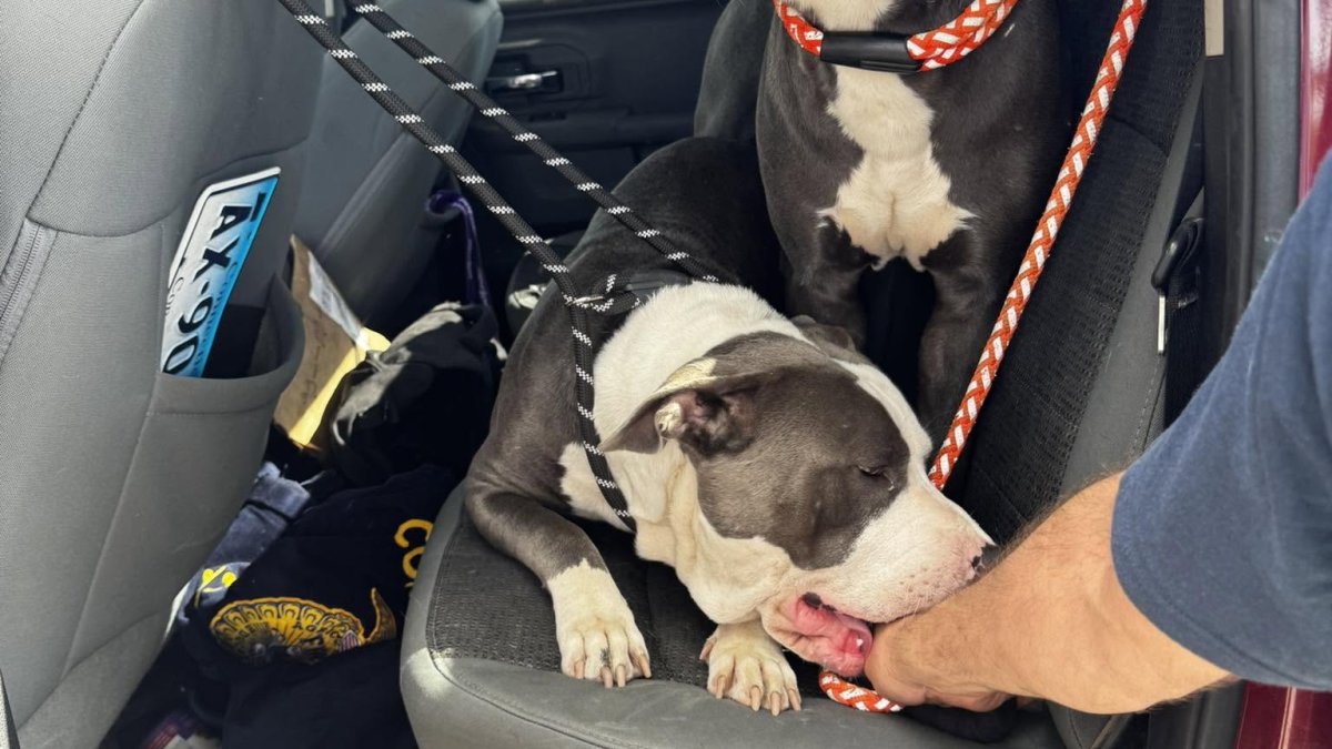Willington Animal Control search for suspect who left two dogs at I-84 rest stop