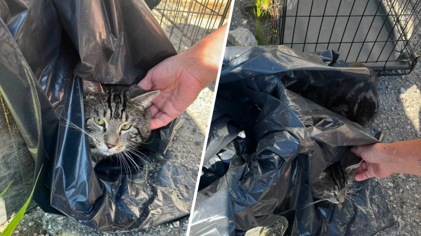 Animal control searching for person who left cat overnight in Seymour ...
