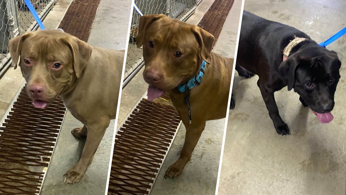 Three dogs found tied to a tree and abandoned in Brainard Park Tuesday