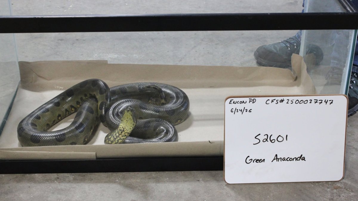 Nearly 50 reptiles, including venomous snakes, seized in Hamden