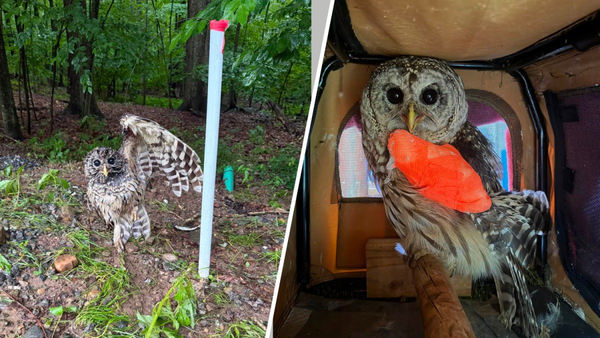 Barred owl's wing becomes impaled in wires from plumbing snake in West Hartford