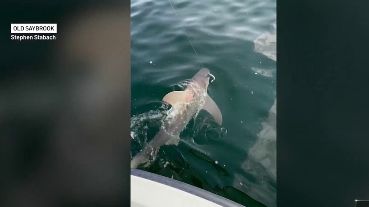 Sharks in the Sound: How a shifting ecosystem is impacting Connecticut fishermen