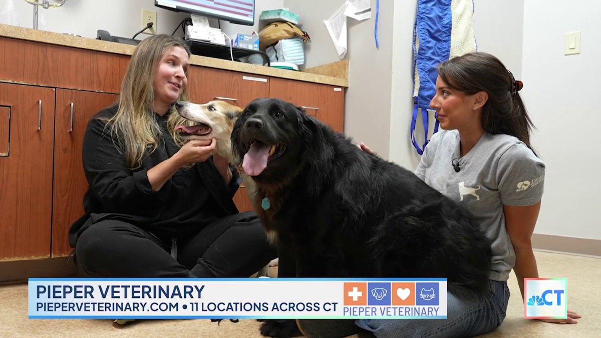 CT LIVE: Pieper Veterinary talks how you can help your pets thrive