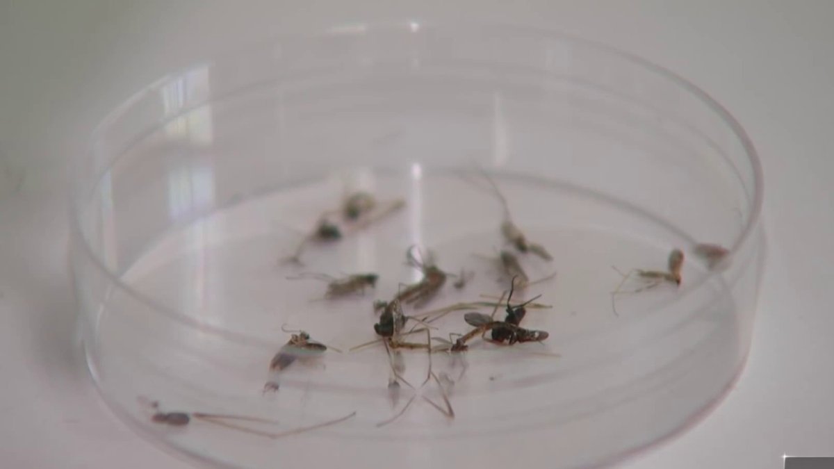 Connecticut reports first human case of West Nile virus this year, DPH says