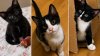 Local cat rescue overflowing with animals in need