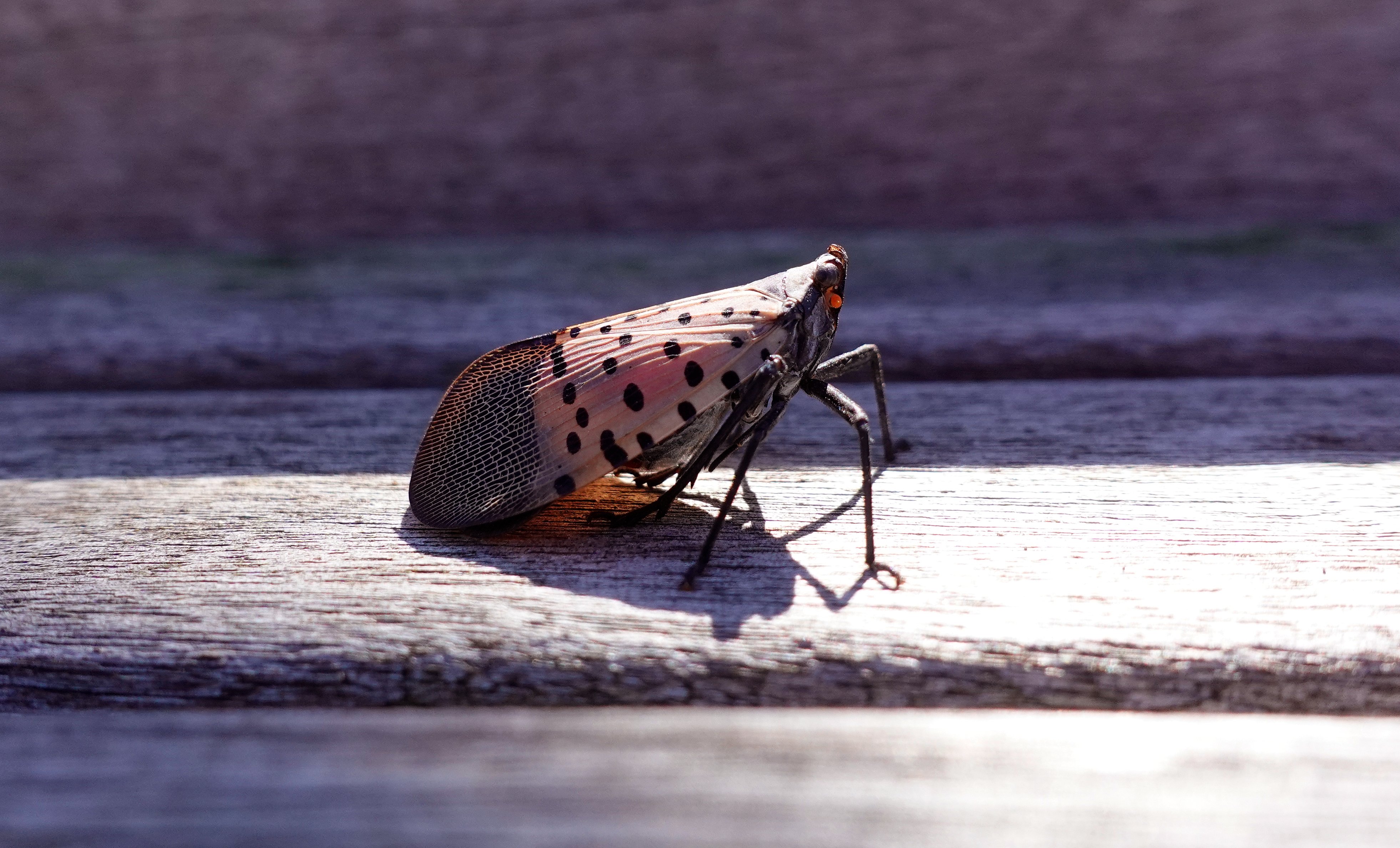 Connecticut creator comes up with game to smash invasive spotted lantern flies