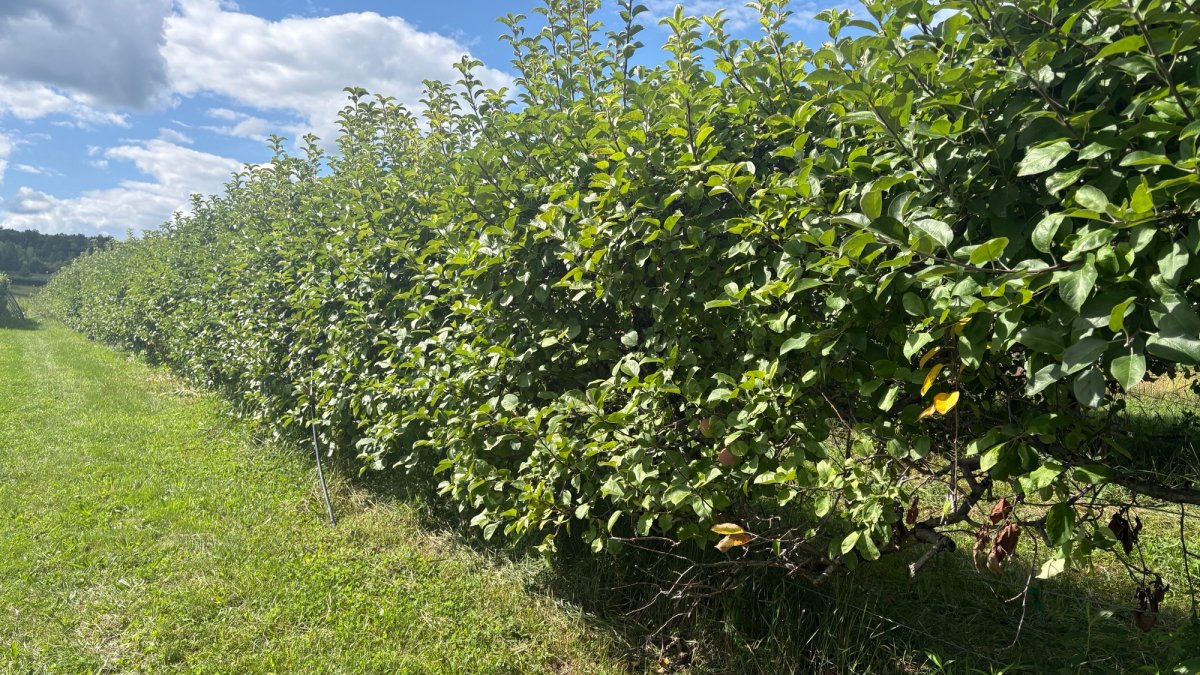 Late-spring frost and bears impact 2026 fruit crop in Connecticut