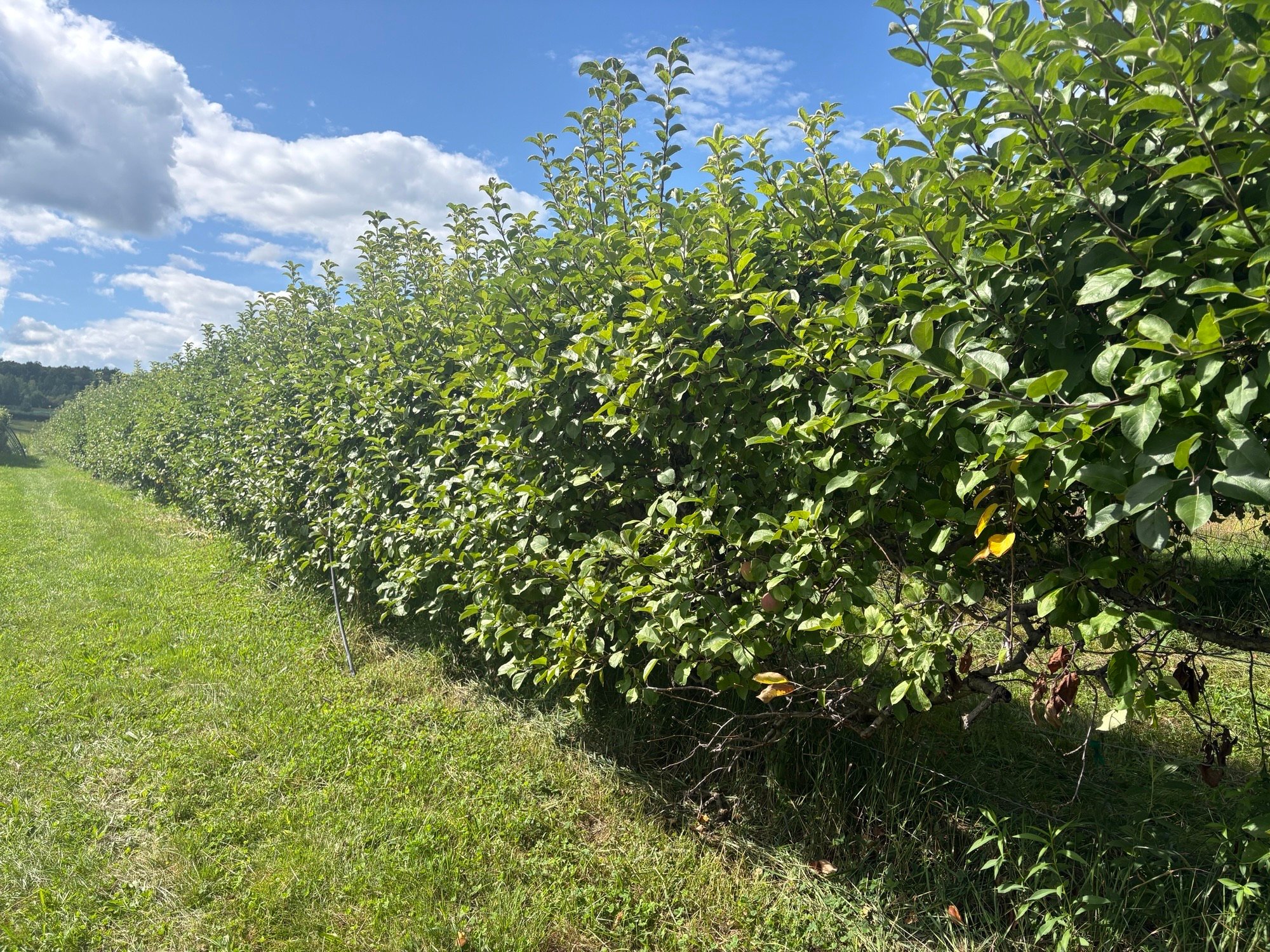 Late-spring frost and bears impact 2026 fruit crop in Connecticut