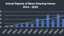 Chart shows an increase in bear break-ins over time in CT