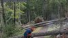 Popular trail in Meriden getting new elevated boardwalk at Giuffrida Park