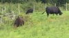 Connecticut farm reacts to Trump's beef import plan